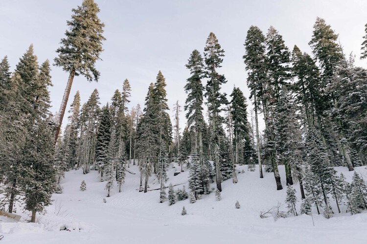 Forest during the winter